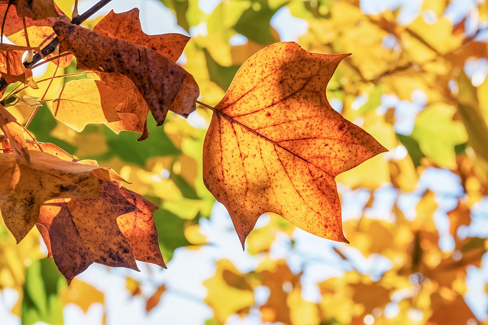 Herfstvakantie